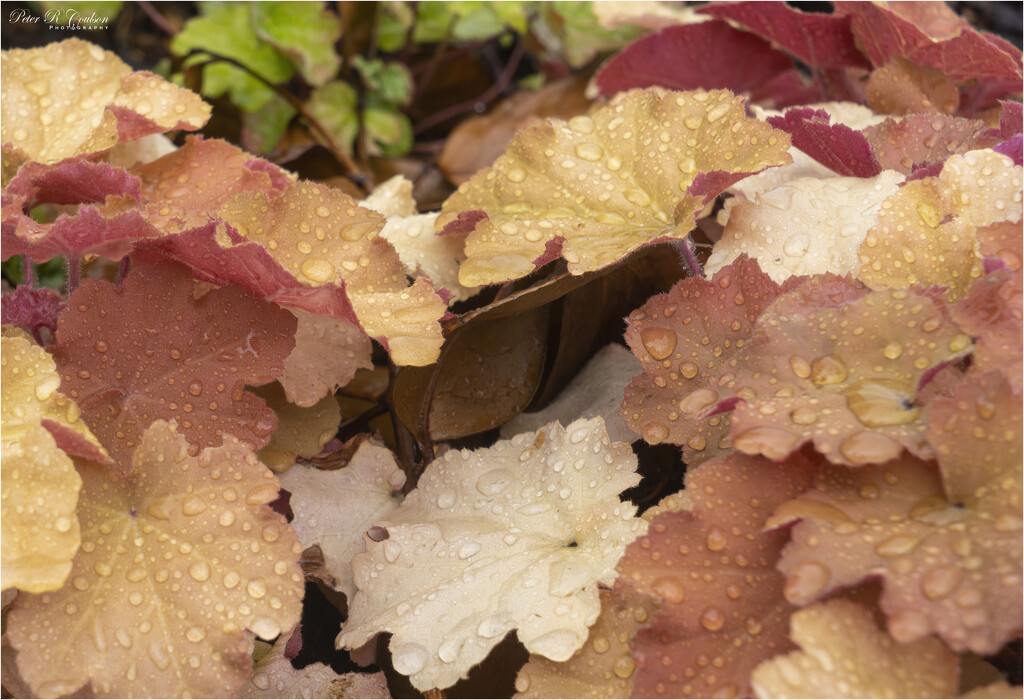 Wet Leaves by pcoulson
