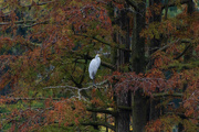 25th Oct 2022 - Autumn Cypress Egret
