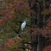 Autumn Cypress Egret by timerskine