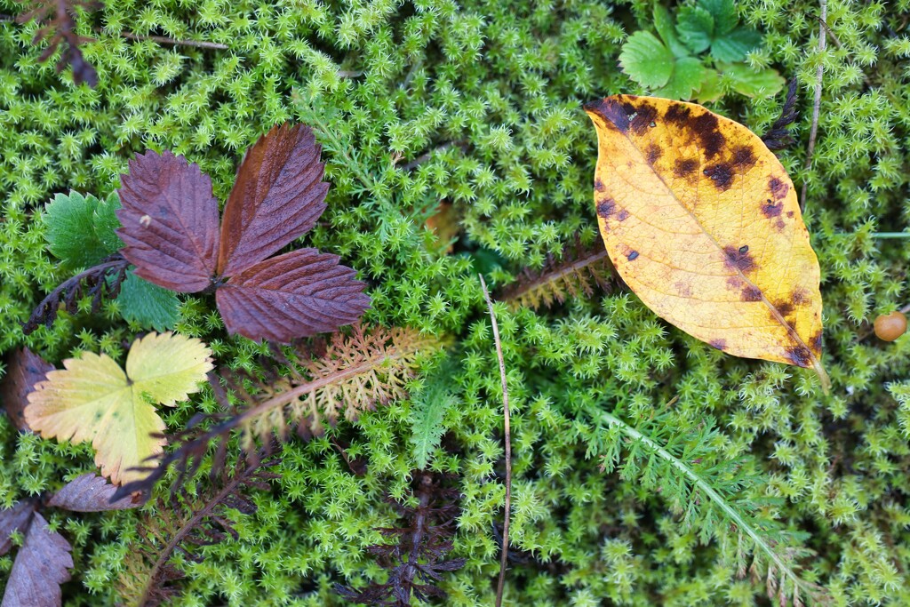 Leaves on moss by okvalle