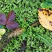 Leaves on moss by okvalle