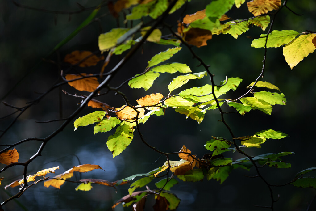 Turning Leaves by carole_sandford