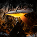 glowing mushroom by jo63