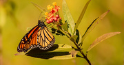 25th Oct 2022 - Monarch Butterfly!
