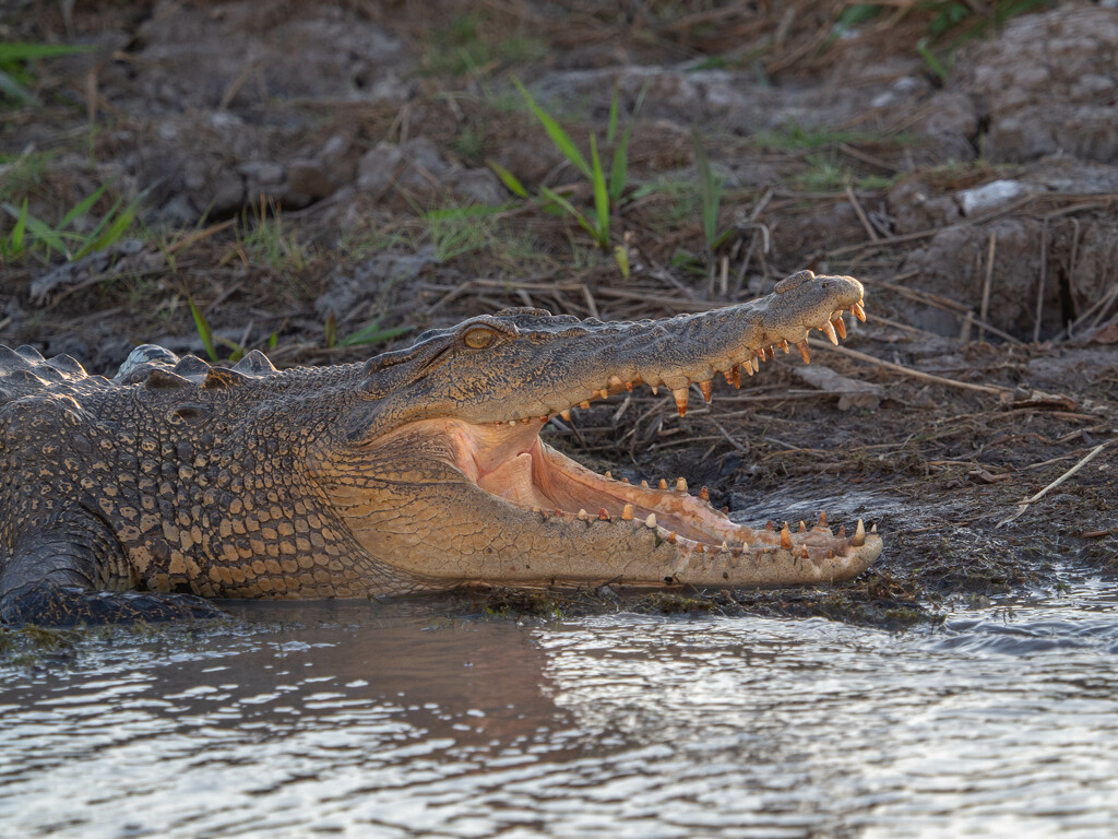 Saltwater Crocodile by gosia