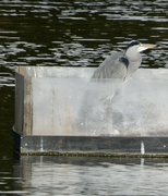 26th Oct 2022 - Heron in a box