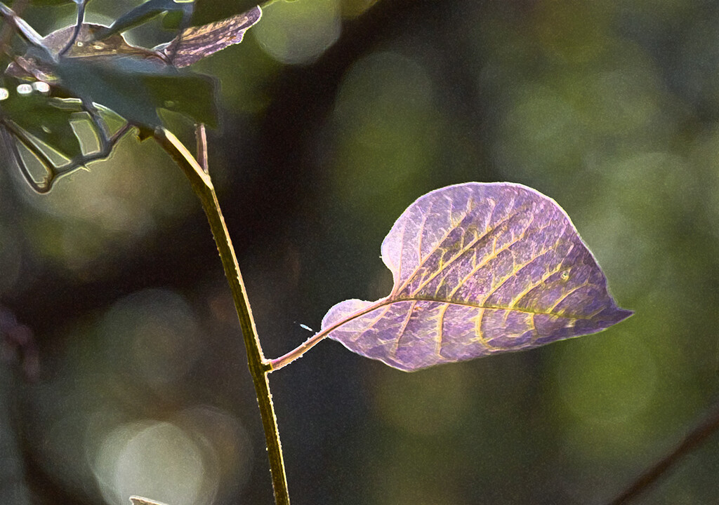 Purple Fall Leaf by gardencat