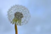 25th Oct 2022 - Dandelion head on a dull day