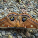 Moth by dkellogg