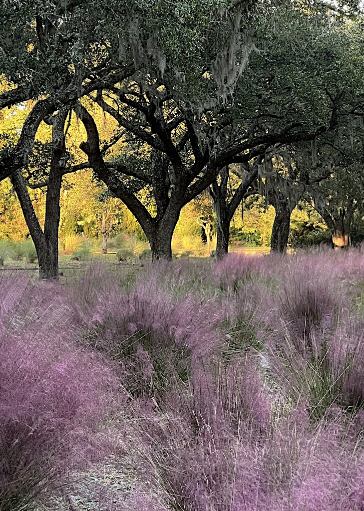 Sweet grass and live oaks by congaree