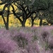 Sweet grass and live oaks by congaree