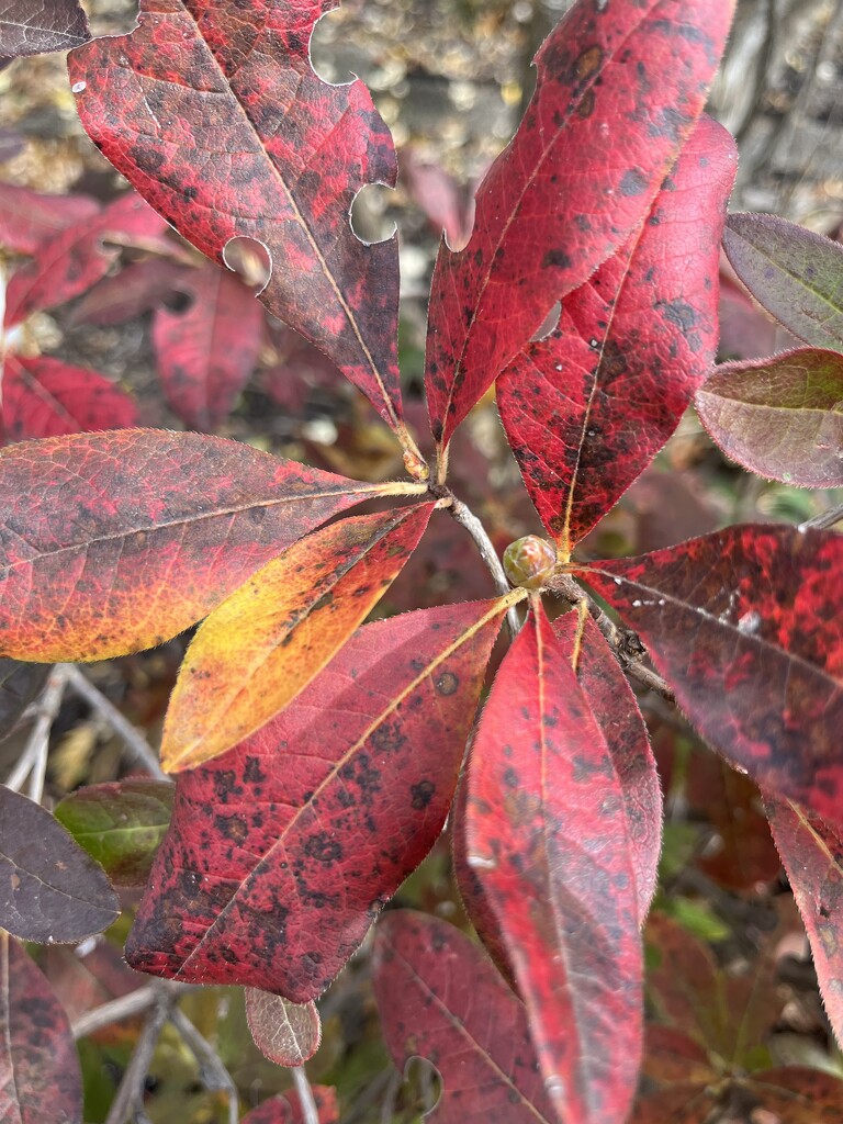 Azalea in fall 1 by pennyrae