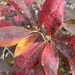 Azalea in fall 1 by pennyrae