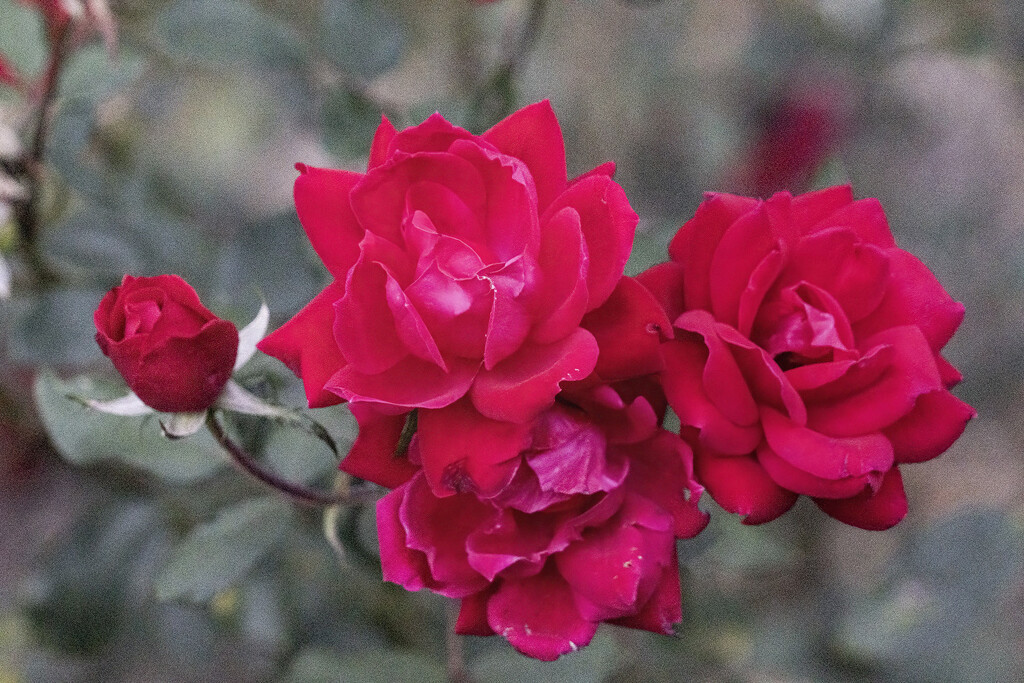 Roses before the Freeze by k9photo