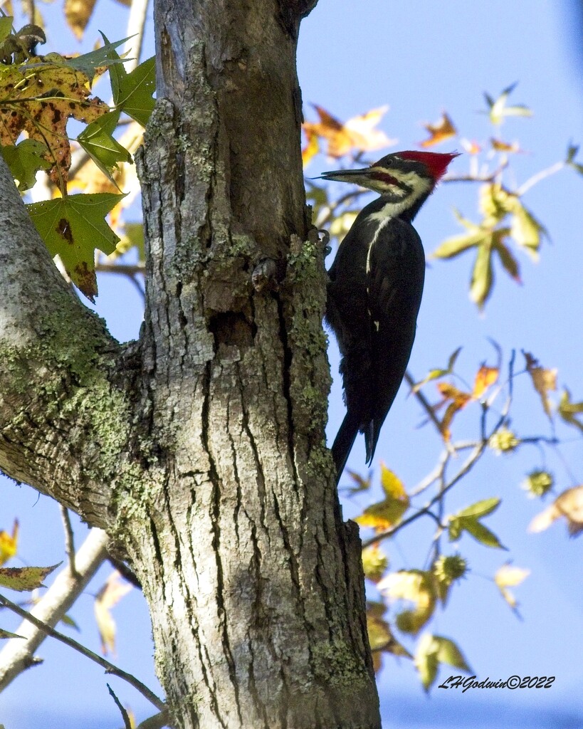 LHG_7558Pileated woodpecker by rontu