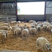 Sheep by happypat