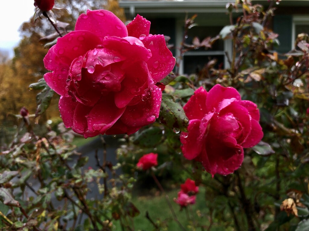 Two Knock Out Roses. by pej76