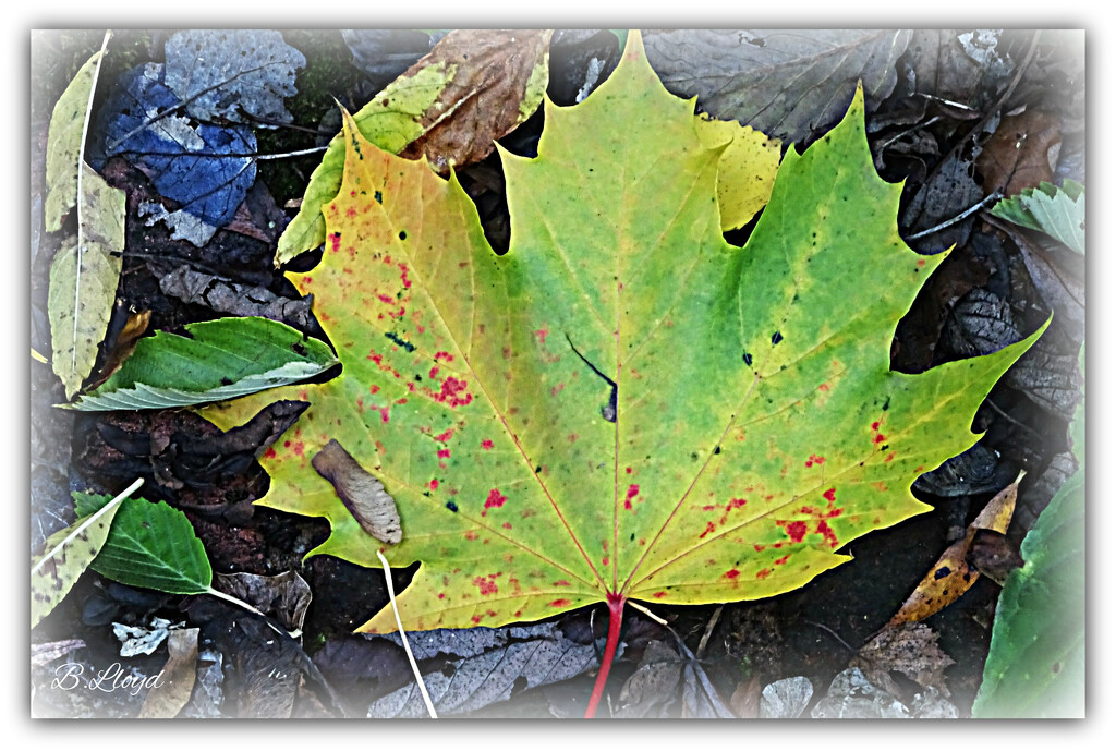 Sycamore leaf by beryl