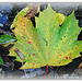 Sycamore leaf by beryl