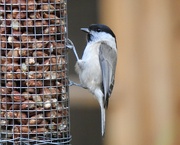 24th Oct 2022 - Willow Tit or Marsh Tit