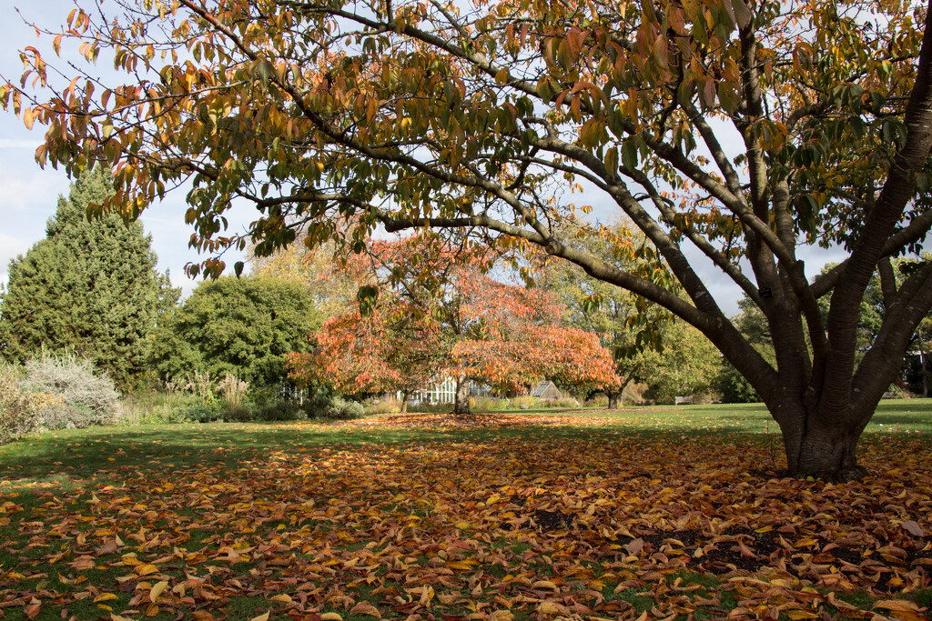 Botanical gardens, Cambridge by busylady