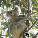 Proud mamma by koalagardens