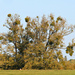 Mistletoe Bunches. by wendyfrost