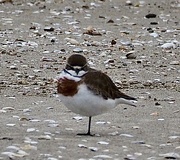 27th Oct 2022 - A banded dotterel