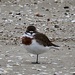 A banded dotterel by Dawn