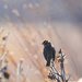 white-crowned sparrow in the prairie  by rminer