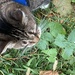 She Found Catnip! by spanishliz