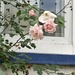 Roses (Still) by spanishliz