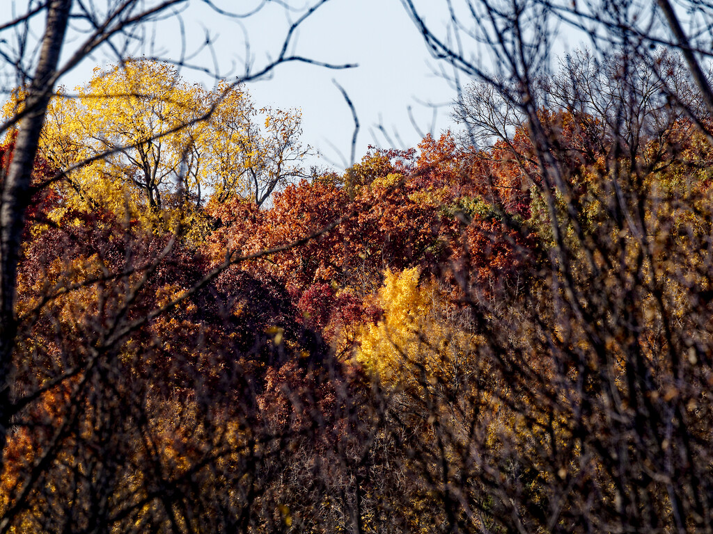 autumn treeline by rminer