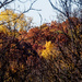 autumn treeline by rminer