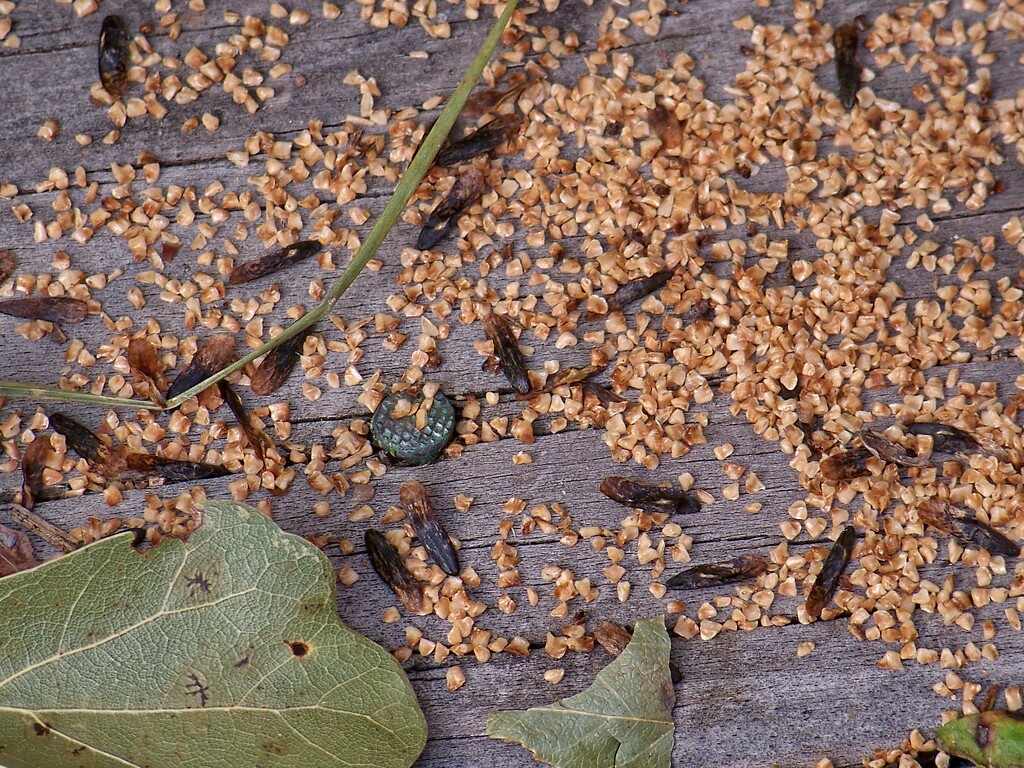 Sweetgum tree seeds... by marlboromaam