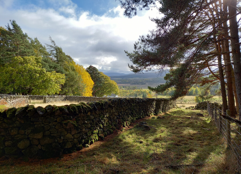 Edge of Kingussie Woods by valpetersen