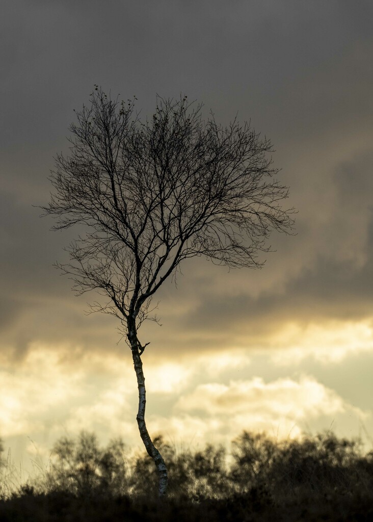 Lone Tree by shepherdmanswife