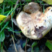 Fungi .  by beryl