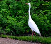 27th Oct 2022 - Egret Early Morning Stroll ~ 