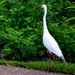 Egret Early Morning Stroll ~  by happysnaps