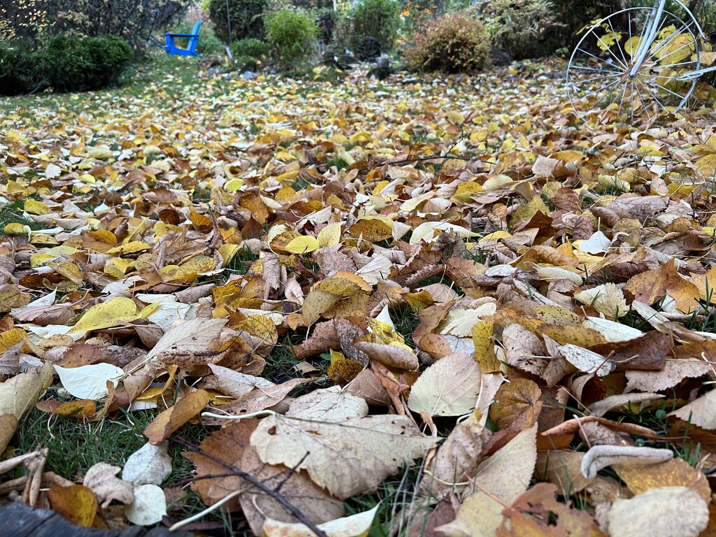 I think it’s time to Rake! by radiogirl