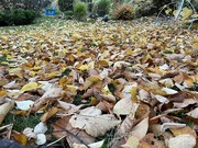26th Oct 2022 - I think it’s time to Rake!