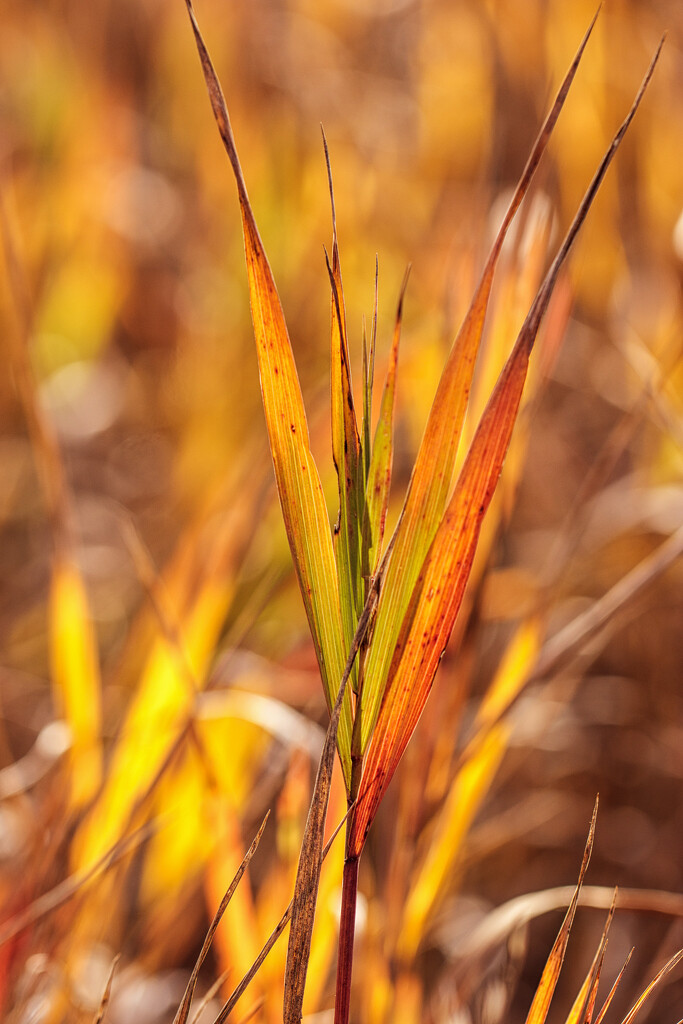 fall grass by aecasey