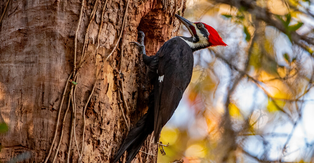Male Pileated Woodpecker! by rickster549