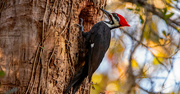 26th Oct 2022 - Male Pileated Woodpecker!