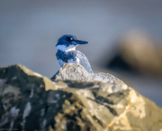 26th Oct 2022 - Belted Kingfisher