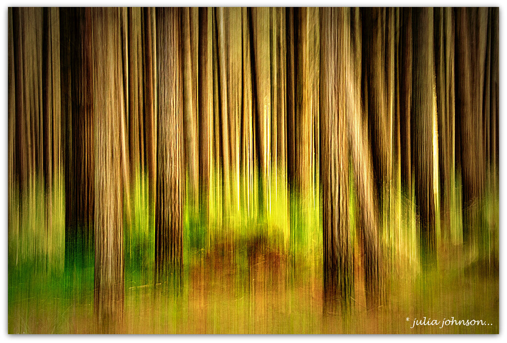 Forest ICM. by julzmaioro
