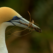 26th Oct 2022 - Yet another gannet