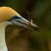 Yet another gannet by dide