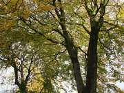 27th Oct 2022 - St. Charles' Beech Tree 